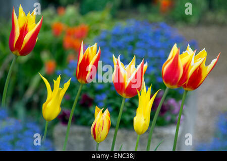 Tulpen Papagei Sorte blüht in Behälter mit Vergissmeinnicht im Hintergrund Stockfoto