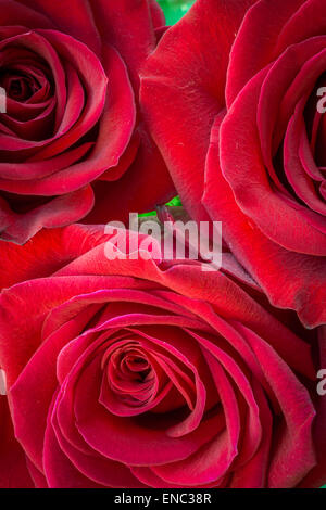 Rote Rosen hautnah drei Stockfoto