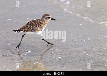 Grey Plover Pluvialis Squatarola Fütterung auf Vorland Florida Gulf Coast USA Stockfoto