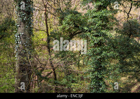 Efeu in verschiedenen Phasen wachsen auf Eichen in einem englischsprachigen Wald im Frühjahr. Stockfoto