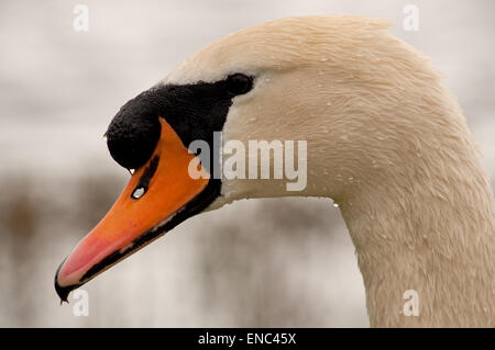 Höckerschwan Männerkopf in Wassertröpfchen bedeckt Stockfoto