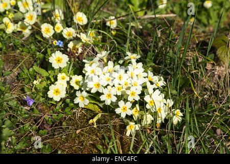 Gelbe Primeln (Primula Vulgaris) im Frühjahr in England, UK Stockfoto