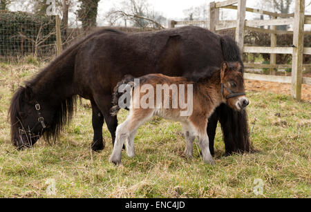 Ein zwei Tage alten Shetlandpony Fohlen mit ihrer Mutter in einer Wiese Stockfoto