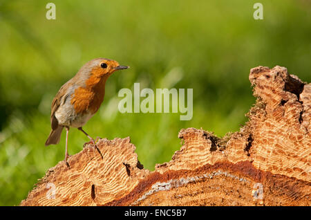 Robin auf Nahrungssuche gefällt Pine Tree stump Stockfoto