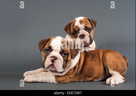 Zwei englische Bulldogge Welpen auf grauem Hintergrund. Stockfoto