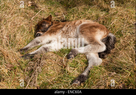 Ein zwei Tage alten Shetlandpony Fohlen liegen und schlafen auf dem Rasen Stockfoto