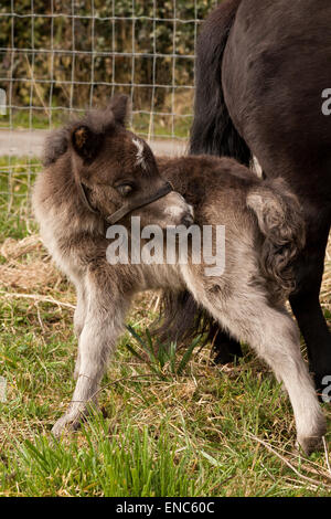 Eine Woche alte Shetland Fohlen Kratzen seiner Flanke Stockfoto