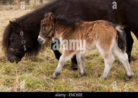 Ein Pony Stute und Fohlen Stockfoto