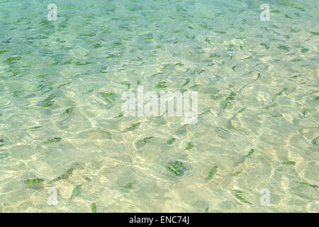 Fisch (Indo-Pazifik Feldwebel) in einem tropischen Meer auf Phi Phi Island in Krabi, Thailand Stockfoto