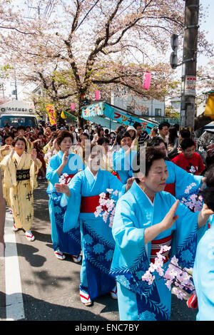 Ein Team reifer Frauen in Kimono-Kleidung singt und tanzt unter den Kirschblüten während der jährlichen Genji-Parade im Frühling in Tada in Japan. Stockfoto