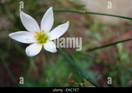 Eine weiße Regen-Lilie, weiße Fee Lily, weiße Zephyr Lilie Stockfoto