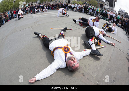 Westminster, London, UK. 2. Mai 2015. Brighton Morris Männer collapse' ' am Ende ihrer Leistung in den Trafalgar Square. Westminster-Tag des Tanzes. Neun Morris Mens Tanzgruppen versammelten sich in Westminster und führten Tänze, die ihren Höhepunkt in einer massierten Performance auf dem Trafalgar Square. Bildnachweis: OnTheRoad/Alamy Live-Nachrichten Stockfoto