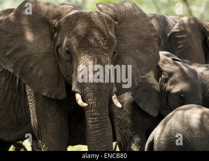 Nahaufnahme einer Herde Elefanten, Serengeti, Tansania, Afrika Stockfoto