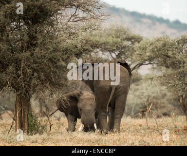 Junge Elefanten spielen, Serengeti, Tansania, Afrika Stockfoto