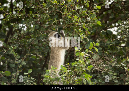 Vervet Affen, Chlorocebus Pygerythrus, Essen, Serengeti, Tansania, Afrika Stockfoto