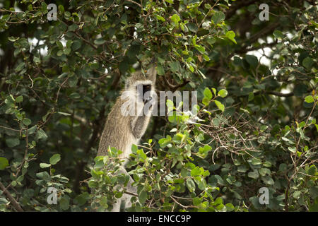 Vervet Affen, Chlorocebus Pygerythrus, Essen, Serengeti, Tansania, Afrika Stockfoto