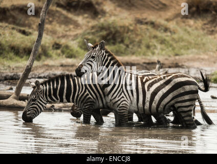 Zebras stehen und trinken in einem Fluss, Serengeti, Tansania, Afrika Stockfoto