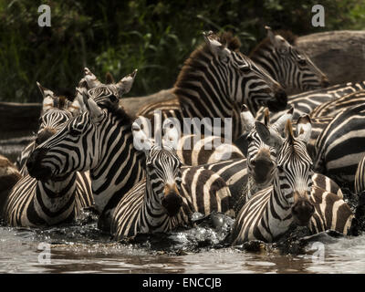 Zebras Wandern in einem Fluss, Serengeti, Tansania, Afrika Stockfoto