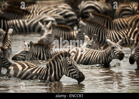 Zebras ruht in einem Fluss, Serengeti, Tansania, Afrika Stockfoto