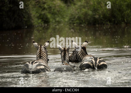 Zebras ruht in einem Fluss, Serengeti, Tansania, Afrika Stockfoto