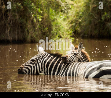 Zebra trinken in einem Fluss, Serengeti, Tansania, Afrika Stockfoto