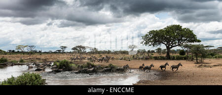 Herde von Zebras, die von einem Fluss, Serengeti, Tansania, Afrika Stockfoto