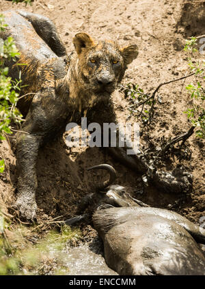 Schmutzige Löwin liegen neben seiner Beute, Serengeti, Tansania, Afrika Stockfoto