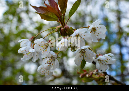 Wilde Kirsche (Prunus Avium) blühen. Stockfoto