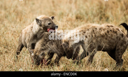 Hyänen, Crocuta Crocuta, Essen, Serengeti, Tansania, Afrika Stockfoto