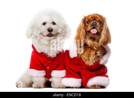 Maltesisch (4 Jahre alt), Cavalier King Charles Spaniel (2 Jahre alt) vor einem weißen Hintergrund Stockfoto