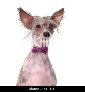 Chinese Crested Dog trägt eine Fliege (8 Monate alt) vor einem weißen Hintergrund Stockfoto