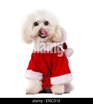 Pudel trägt einen Santa Mantel (11 Jahre alt) vor einem weißen Hintergrund Stockfoto