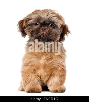 Shih Tzu Welpe (5 Monate alt) vor einem weißen Hintergrund Stockfoto