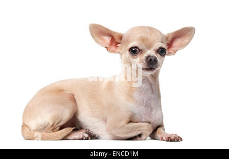 Chihuahua (2 Jahre alt) vor einem weißen Hintergrund Stockfoto