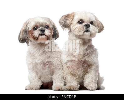 Zwei Shih-Tzus vor einem weißen Hintergrund Stockfoto