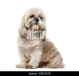 Shih Tzu (5 Jahre alt) vor einem weißen Hintergrund Stockfoto