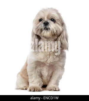 Shih Tzu (5 Jahre alt) vor einem weißen Hintergrund Stockfoto