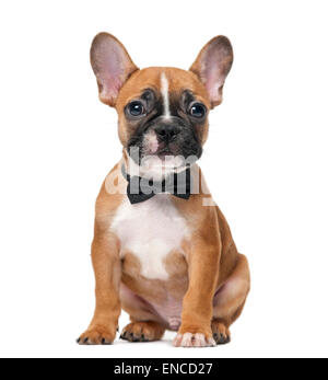 Französische Bulldogge Welpen trägt eine Fliege vor einem weißen Hintergrund Stockfoto