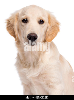 Nahaufnahme von einem Golden Retriever (5 Monate alt) vor einem weißen Hintergrund Stockfoto