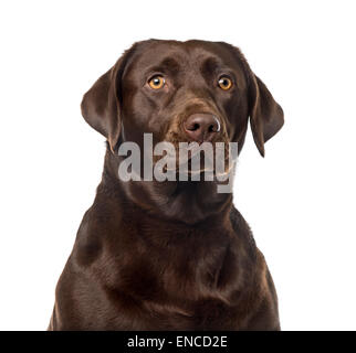 Labrador Retriever (2 Jahre alt) vor einem weißen Hintergrund Stockfoto