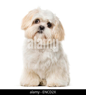 Shih Tzu Welpen (6 Monate alt) vor einem weißen Hintergrund Stockfoto