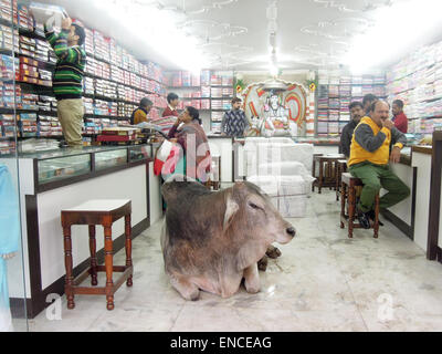 Varanasi, Indien - 27. Januar 2015: Heilige Kuh liegend in der Mitte ein Geschäft mit Menschen kaufen und verkaufen Kunsthandwerk in Varanasi Stockfoto