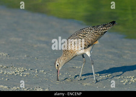 Lange-billed Brachvogel Numenius Americanus Fütterung an der Küste Florida USA Stockfoto