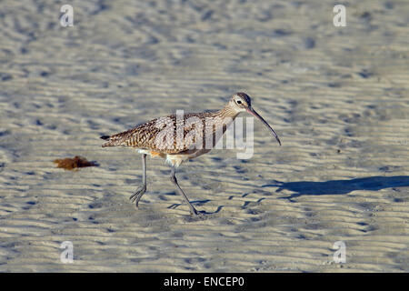 Lange-billed Brachvogel Numenius Americanus Fütterung an der Küste Florida USA Stockfoto