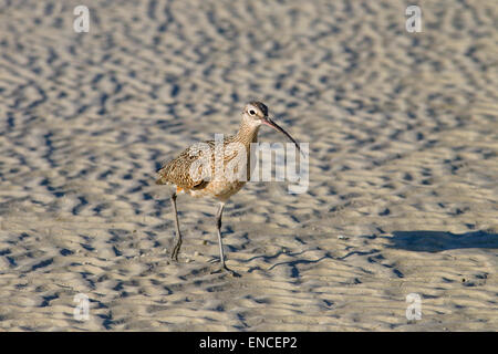 Lange-billed Brachvogel Numenius Americanus Fütterung an der Küste Florida USA Stockfoto