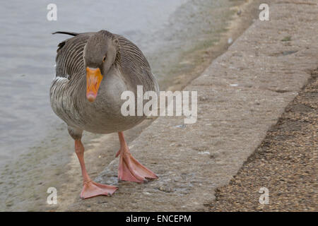 Graugans Gans Überschrift in der Serpentine See in London Stockfoto