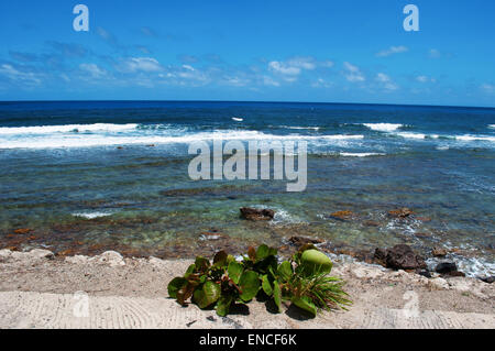 St Barth, St. Barths, Saint-Barthélemy, Französische Antillen, Französische Antillen: das Karibische Meer im Anse de Grand Fond, einem Strand in Grand Fond Bay Stockfoto