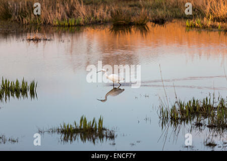 Seidenreiher, Egretta Garzetta, Leighton Moss RSPB Reserve, Lancashire, England, Vereinigtes Königreich Stockfoto