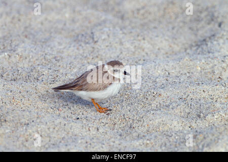 Piping Plover Charadrius Melodus Sandstrand entlang Stockfoto