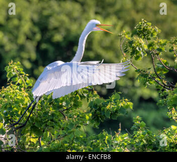 Silberreiher (Ardea Alba) fliegen, High Island, Texas, USA. Stockfoto